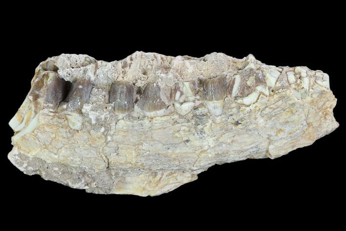 Oreodont (Leptauchenia) Jaw Section - South Dakota #101839
